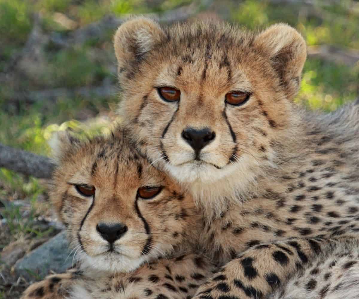 Samara Karoo: Pengalaman unik dalam konservasi dan keliaran

 – Beragampengetahuan