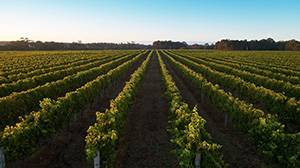 Versi Baru oleh Robert Parker Wine Advocate 7 DD55302D3DE03A7D740A0E4D6189DC1C7C7C5E96DB174DA626FE20D4FD74CE