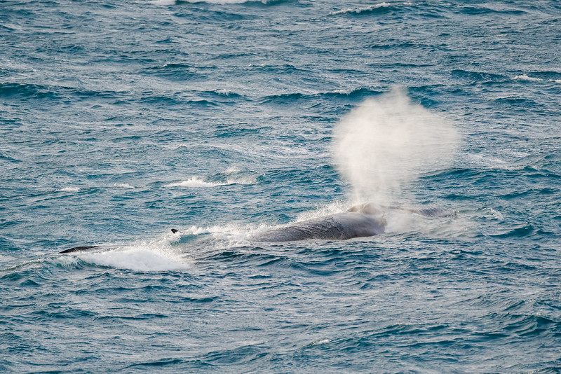Humpback whale spouting at the surface in the Southern Ocean
