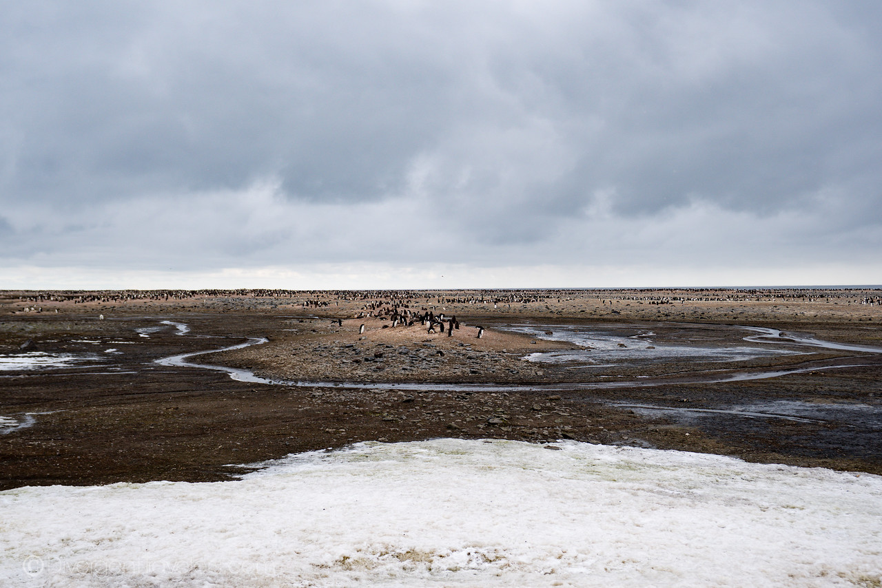 Adelie Penguin colony, Franklin Island, Antarctica Ross Sea