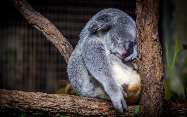 Bagaimana cara menghindari malam tanpa tidur di node.js risiko ketergantungan

 – Beragampengetahuan