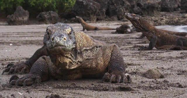 Alam: Komodo Dragon – CBS News

 – Beragampengetahuan