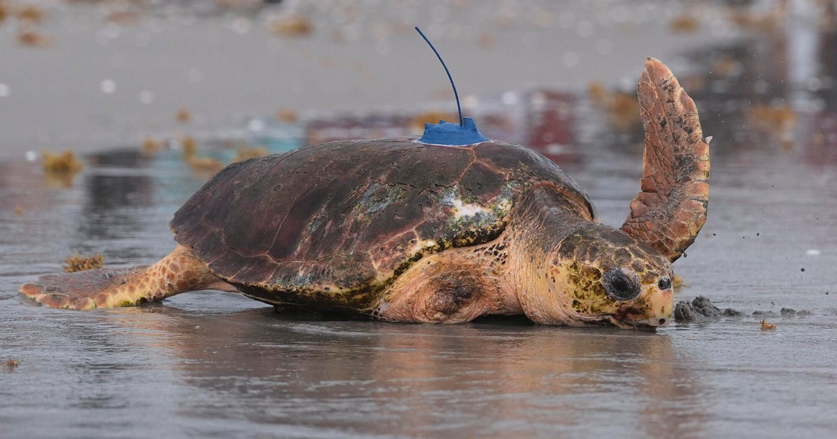 Penyu bernama Dilly Dally merangkak kembali ke laut setelah sirip di Rumah Sakit Florida.

 – Beragampengetahuan