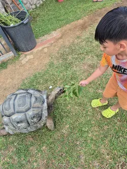 Rafa memberi makan kura -kura Rafa memberi makan kura -kura di Sanctuary Angelfields