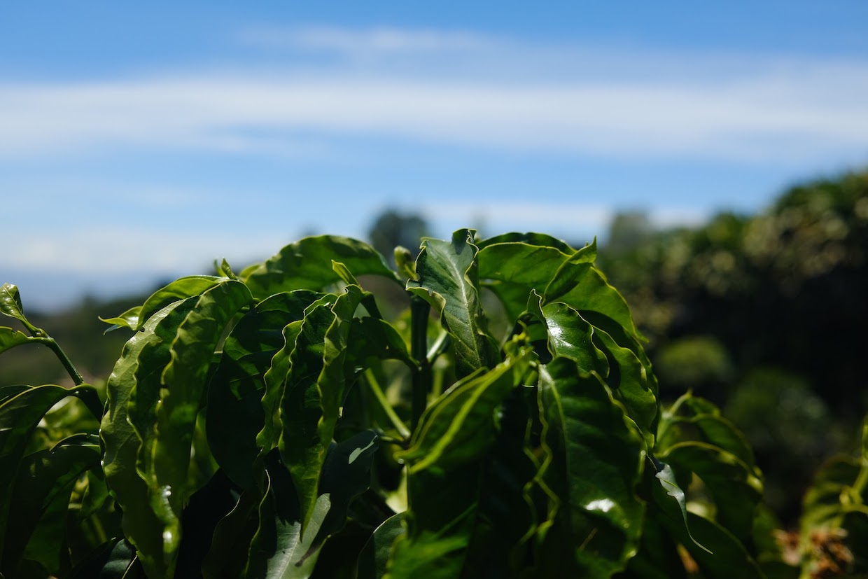 Breakthrough Coffee Leaf Rust memberikan pemahaman tentang perlawanan

 – Beragampengetahuan
