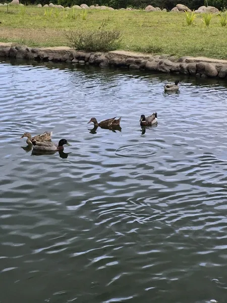 Bebek berenang di danau di tempat kudus alam Angelfields Bebek berenang di danau di tempat kudus alam Angelfields