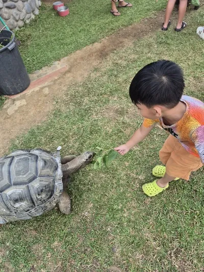 Nutrisi dengan kura -kura di Sanctuary Alam Angelfields Nutrisi dengan kura -kura di Sanctuary Alam Angelfields