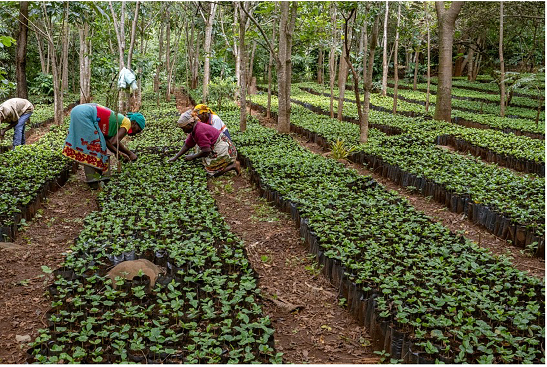 Di Mozambik, proyek kopi Gorongosa berarti “kopi untuk masa depan yang lebih baik”

 – Beragampengetahuan