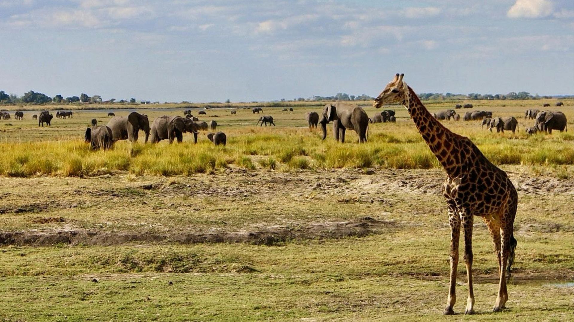 Taman Nasional Safari saya, Pengalaman Botswana, Pengalaman

 – Beragampengetahuan