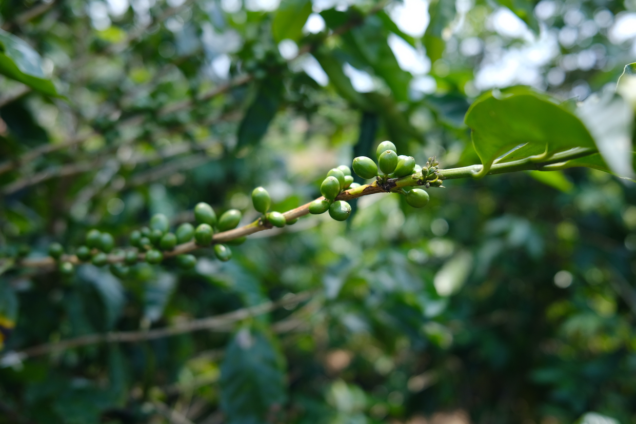 Bagaimana aturan deforestasi Eropa dapat mengubah transaksi kopi global

 – Beragampengetahuan
