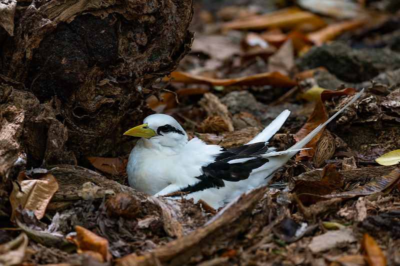 Burung tropis bersarang di pulau sepupu, seycheli