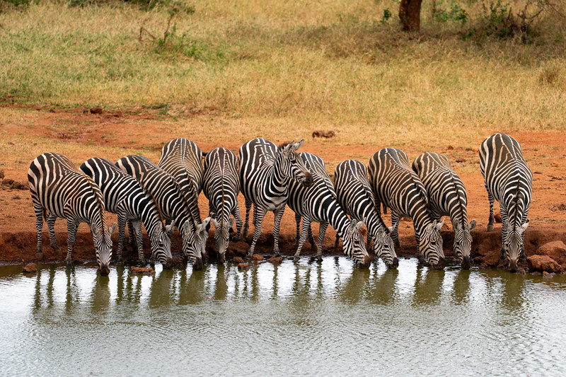 Zebra at waterhole in Tsavo West National Park, Kenya