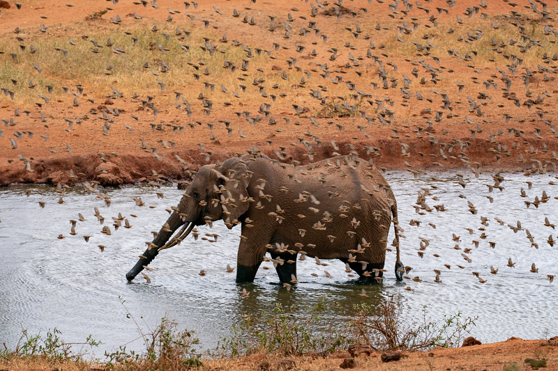 Elephant with birds at the Kilaguni Serena Safari Lodge watering hole in Kenya