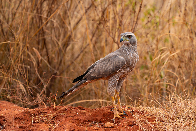 Eastern Chanting-Goshawk in Tsavo West, Kenya
