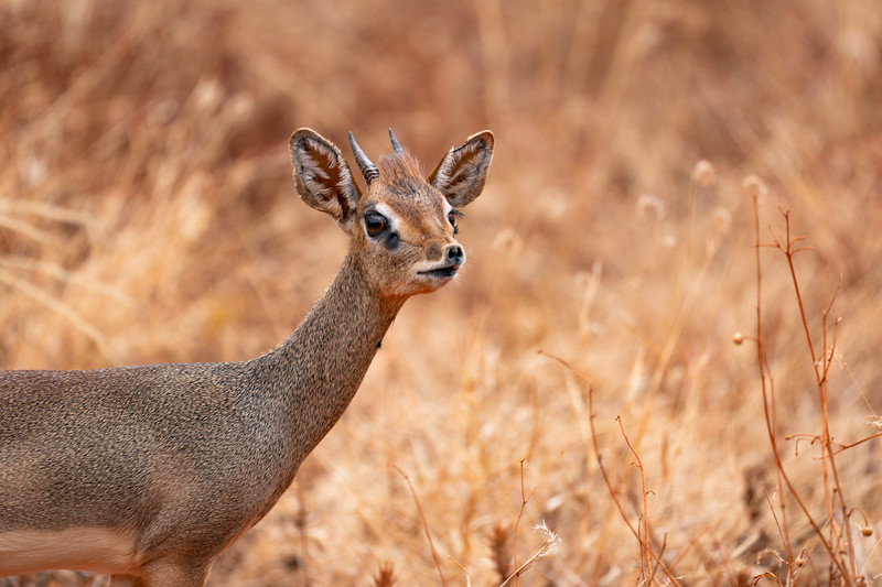 Dik dik in Tsavo West National Park in Kenya