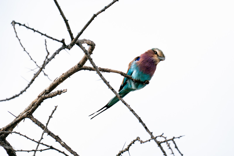 Lilac breasted roller in Tsavo West, Kenya