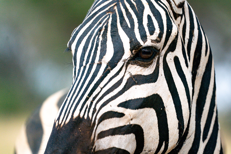Zebra close up, Kenya