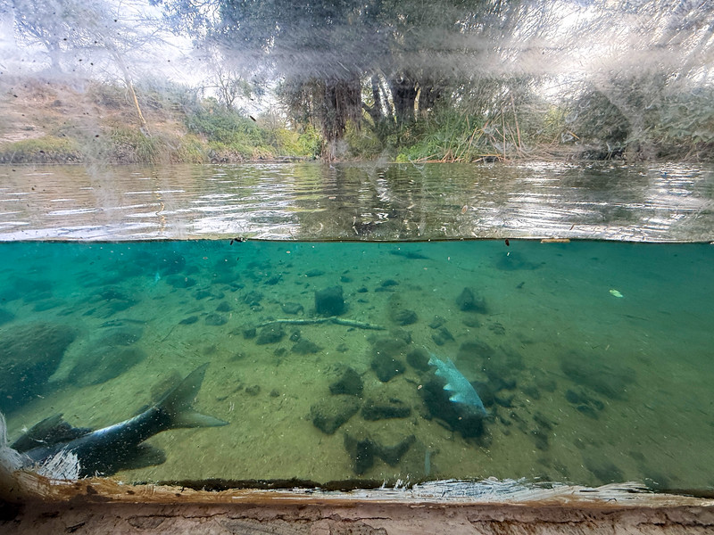 Underwater viewing room at Mzima Springs, Kenya