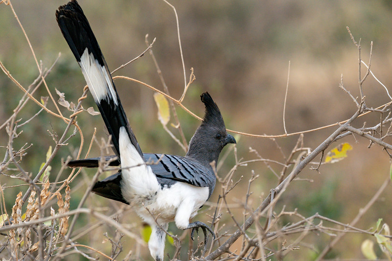 White-bellied Go-Away bird, Tsavo West, Kenya