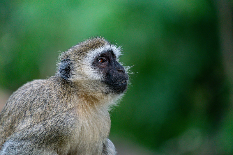 Vervet monkey in Tsavo West, Kenya
