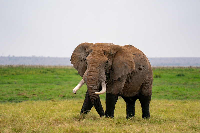 Elephant in Amboseli National Park, Kenya