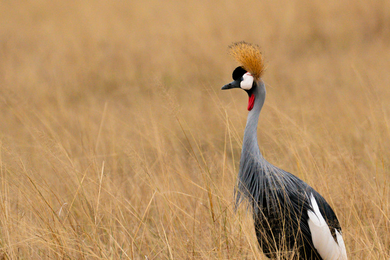 Crowned crane in Amboseli National Park, Kenya