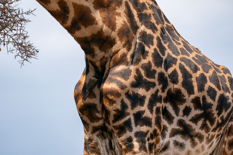 Giraffe with oxpicker in Kenya