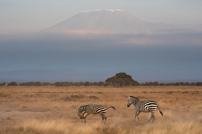 Zebras with Mount Kilimanjaro in Amboseli National Park, Kenya