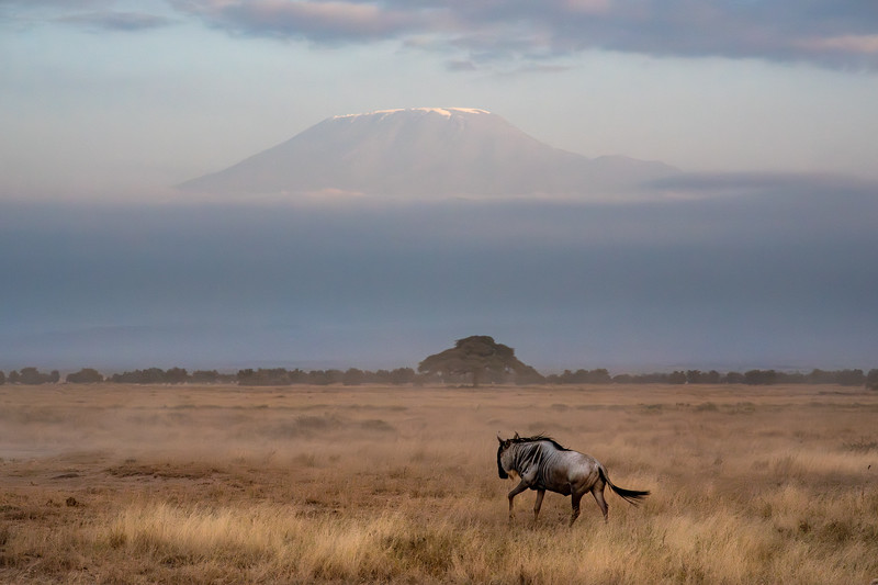 Wildebeest with Mount Kilimanjaro, Amboseli National Park, Kenya