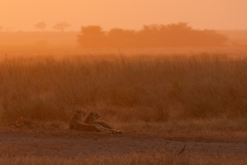 Cheetahs at sunset in Amboseli National Park, Kenya