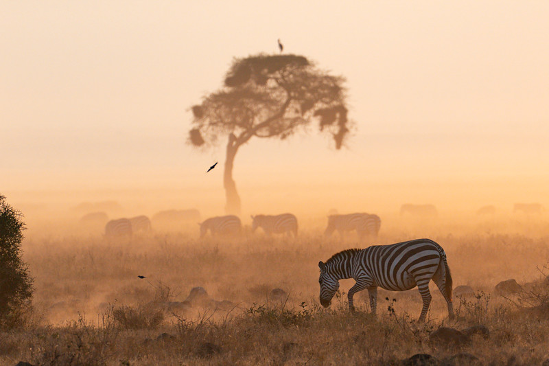 Zebra at sunset in Amboseli National Park, Kenya