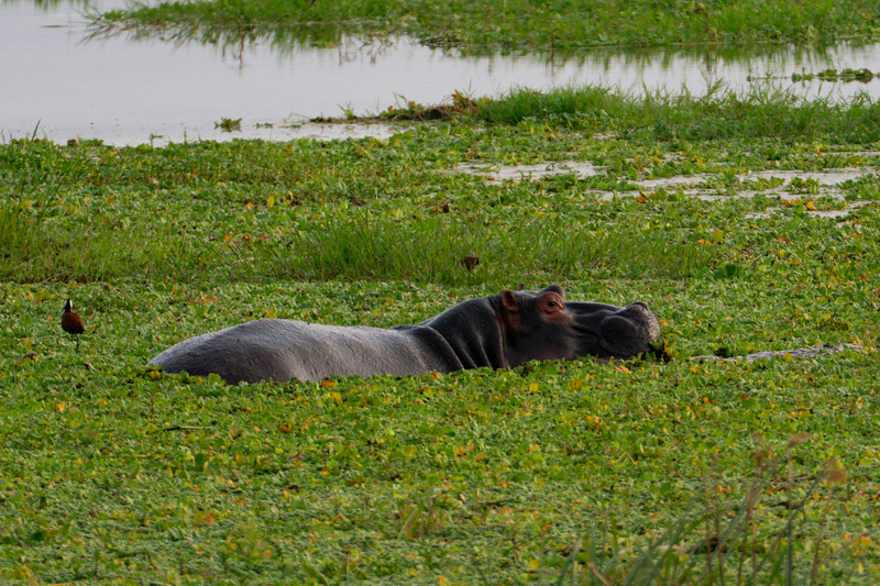 Hippo in Amboseli National Park, Kenya