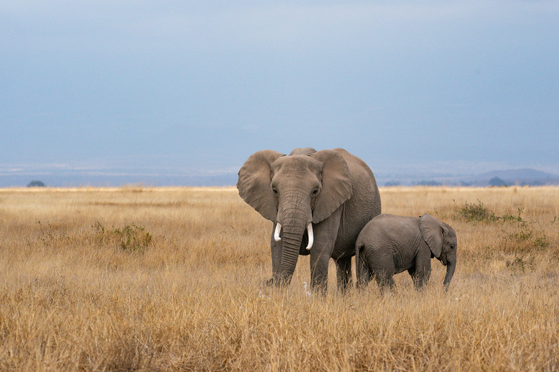 Elephants in Amboseli National Park, Kenya