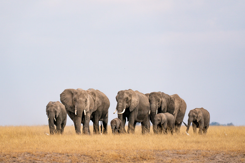 Elephants in Amboseli National Park, Kenya