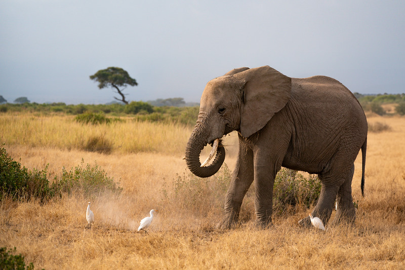 Elephants in Amboseli National Park, Kenya