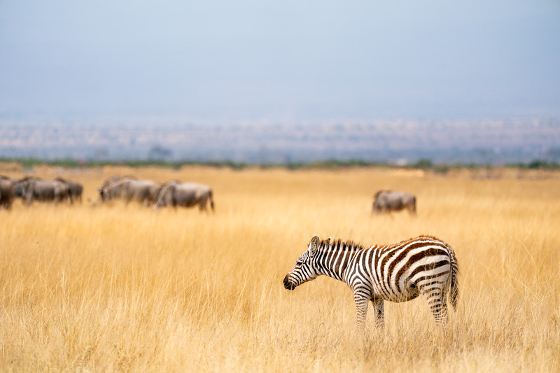 Baby zebra in Amboseli National Park, Kenya