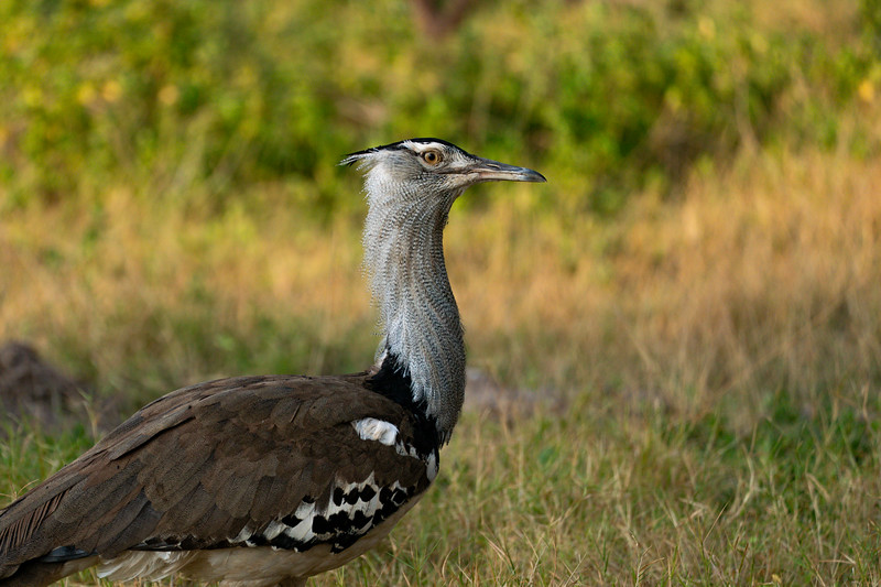 Cory Bustard in Kenya