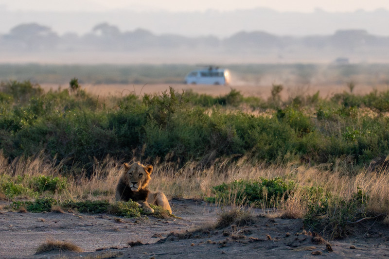 Lion in Amboseli National Park, Kenya