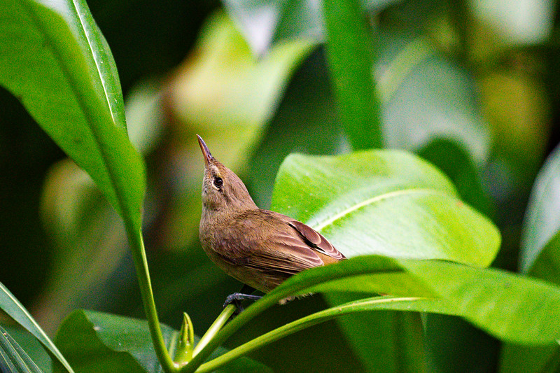 Endemic Seychelles Warbler on Cousin Island, Seychelles - Lina Stock