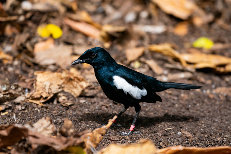 Seychelles Magpie Robin on Cousin Island, Seychelles - Lina Stock
