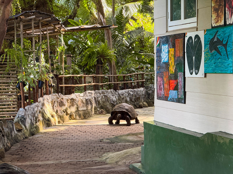 Giant Tortoise walking on Moyenne Island, Seychelles