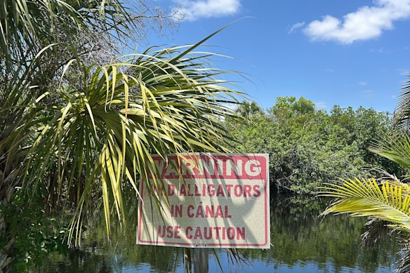Florida adalah rumah bagi lebih dari 3 juta aligator.