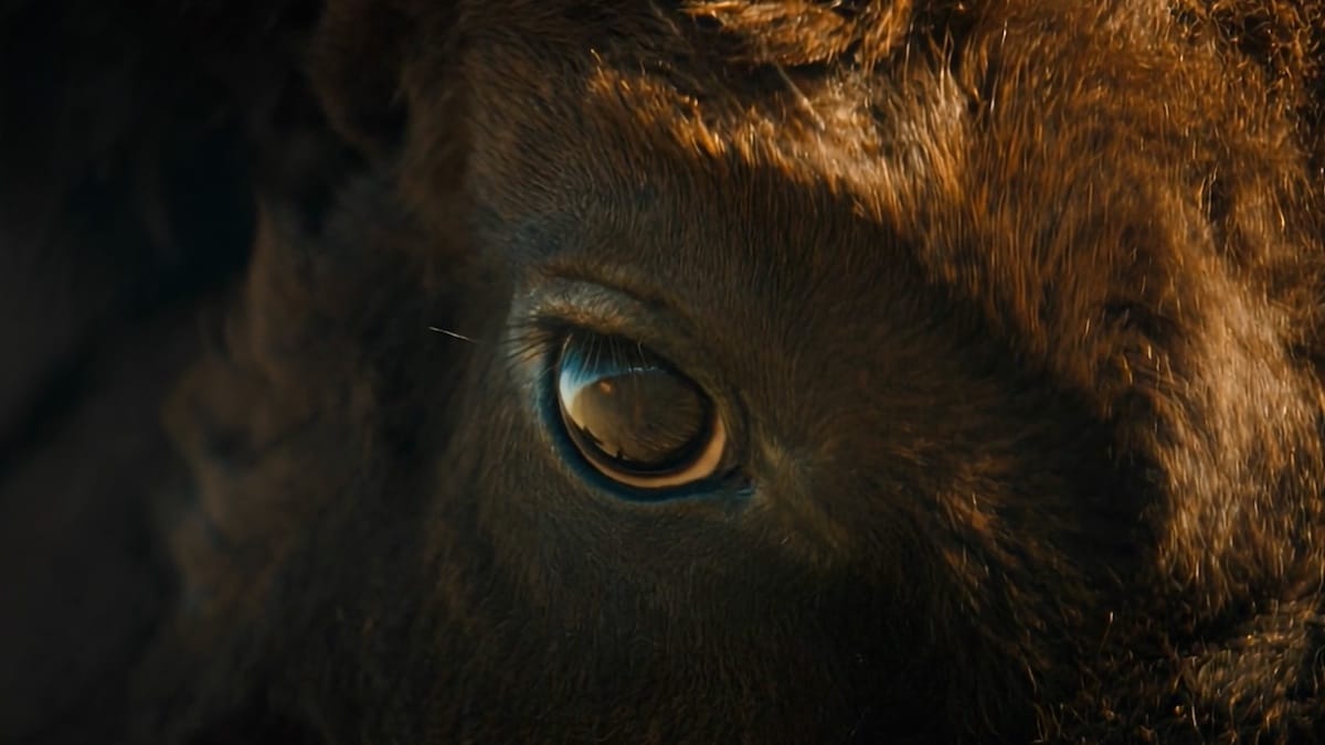 Judul “Yo-Yo Ma, Kerbau Kaki Hitam” sungguh menghipnotis

 – Beragampengetahuan