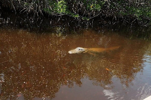 Seekor buaya muncul mencari udara di Everglades.