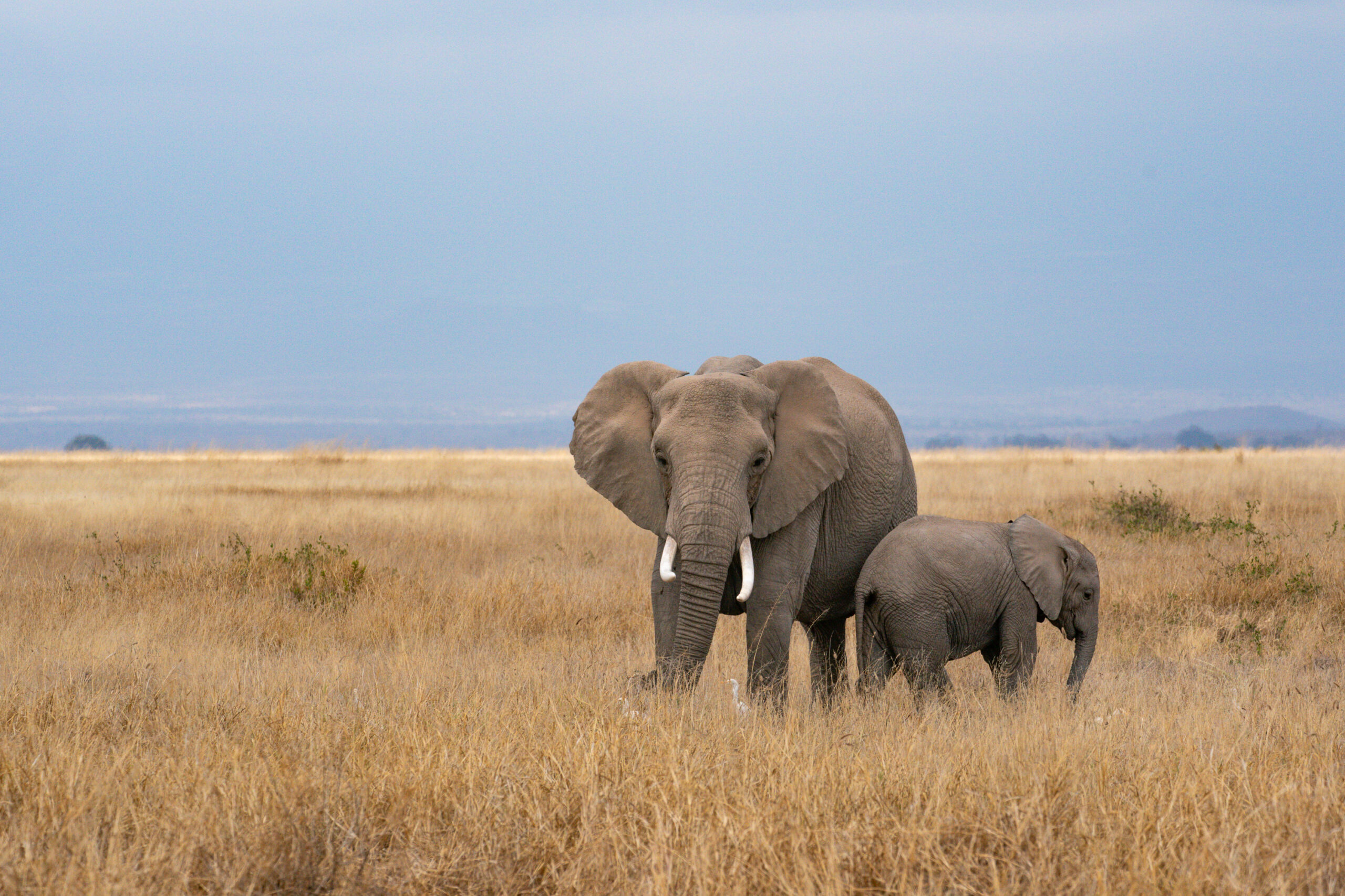 Tsavo West and Amboseli Eastern Circuit – Beragampengetahuan