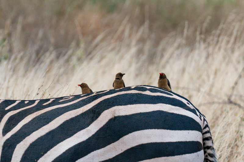 Oxpicker birds on a zebra, Kenya
