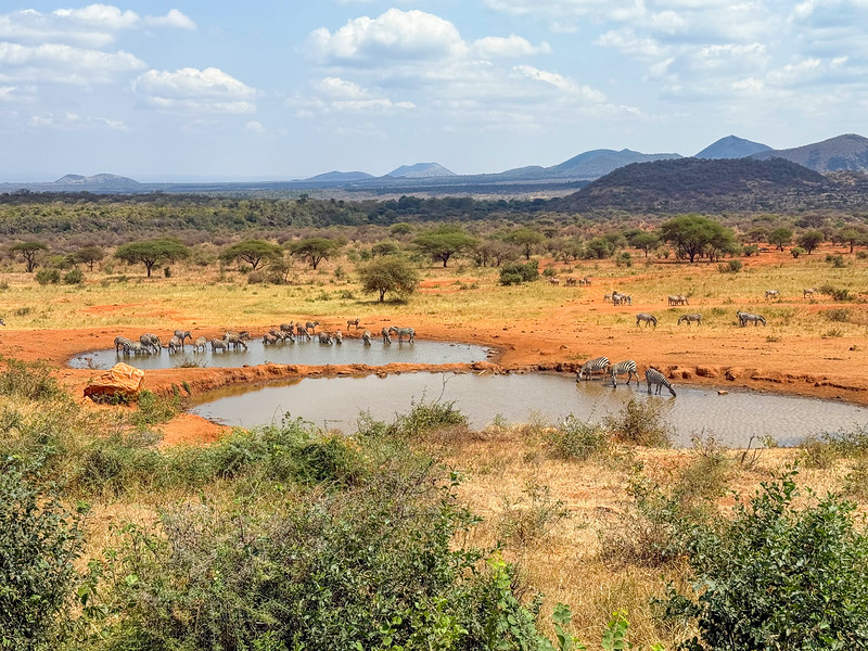 Zebra at the Kilaguni Serena Lodge waterhole, Kenya