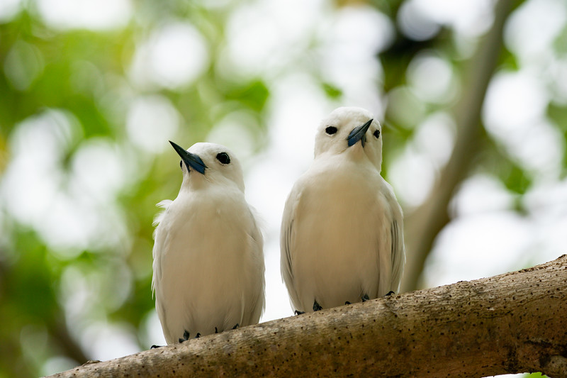 Fairy Terns on Cousin Island, Seychelles - Lina Stock