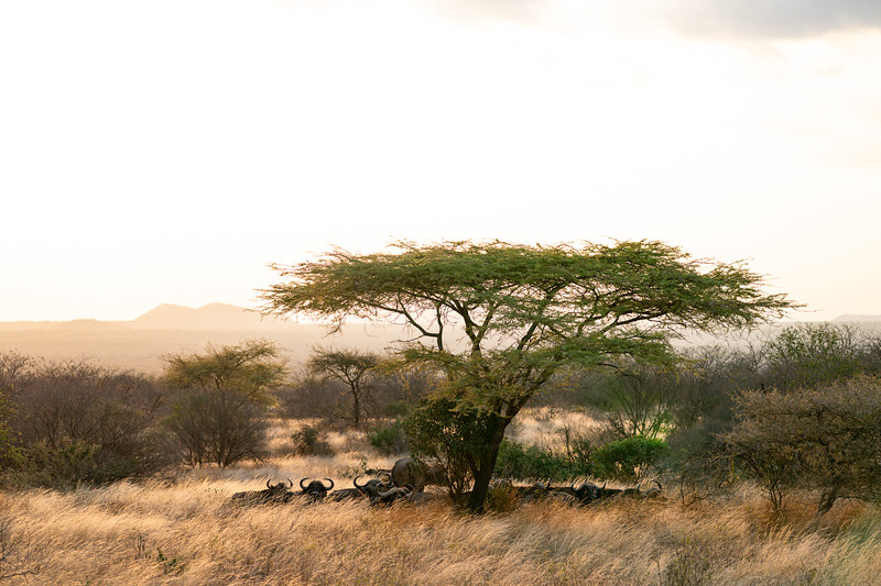 Cape buffalo under acacia tree in Tsavo West, Kenya