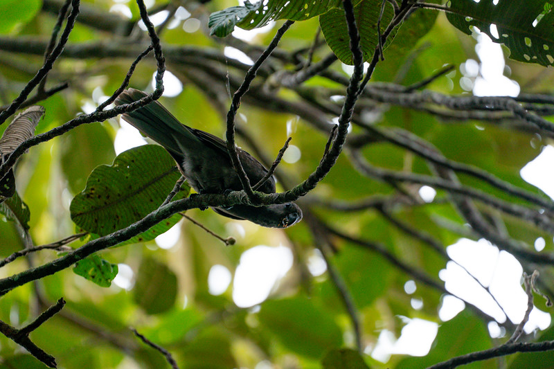 Endemic Seychelles Black Parrot seem at the Valle de Mai, Praslin Island, Seychelles